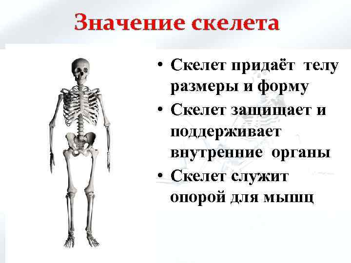 Опора и движение функции. Скелет человека. Презентация на тему скелет человека. Сообщение о скелете человека. Презентация на тему скелет.
