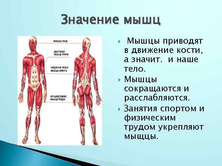 Опора тела и движение. Опора тела и движение 3 класс. Мышцы человека 3 класс. Мышцы человека 3 класс окружающий мир.