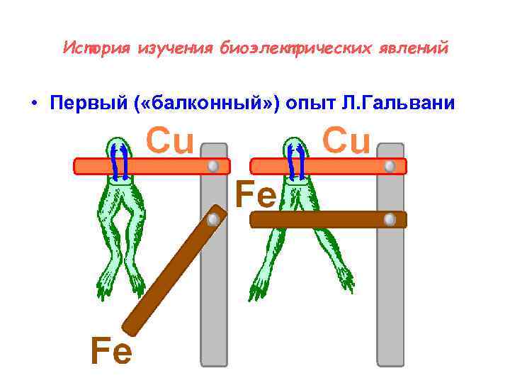 История изучения биоэлектрических явлений • Первый ( «балконный» ) опыт Л. Гальвани 