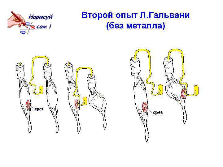 Второй опыт Л. Гальвани (без металла) 