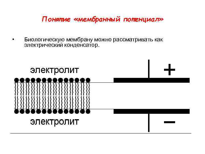 Понятие «мембранный потенциал» • Биологическую мембрану можно рассматривать как электрический конденсатор. 