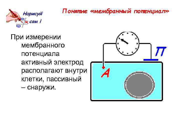 Понятие «мембранный потенциал» При измерении мембранного потенциала активный электрод располагают внутри клетки, пассивный –