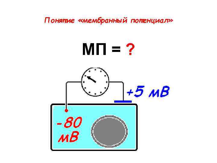 Понятие «мембранный потенциал» МП = ? 
