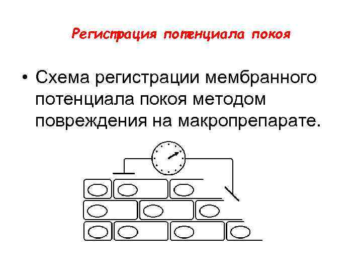 Регистрация потенциала покоя • Схема регистрации мембранного потенциала покоя методом повреждения на макропрепарате. 