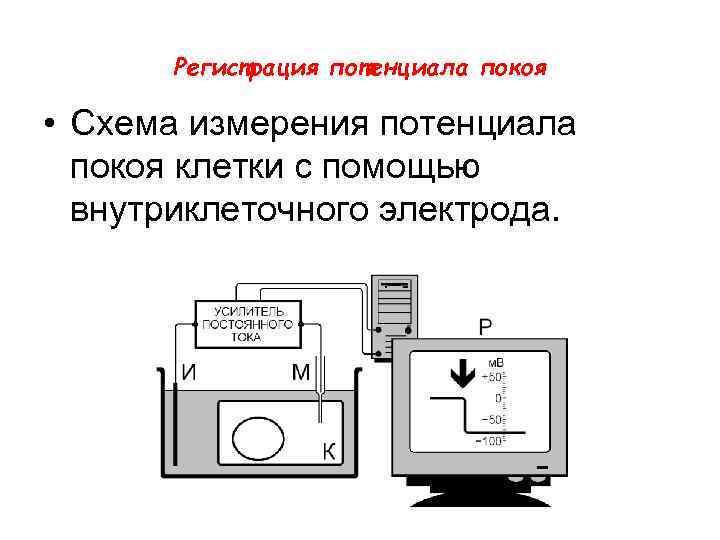 Регистрация потенциала покоя • Схема измерения потенциала покоя клетки с помощью внутриклеточного электрода. 