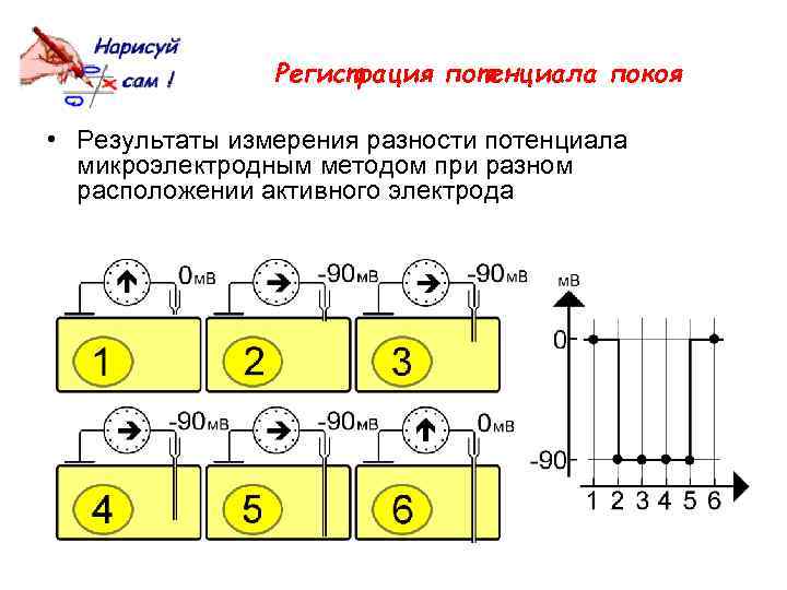 Регистрация потенциала покоя • Результаты измерения разности потенциала микроэлектродным методом при разном расположении активного
