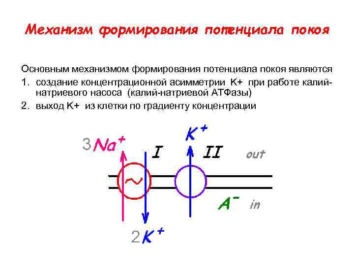 Механизм формирования потенциала покоя Основным механизмом формирования потенциала покоя являются 1. создание концентрационной асимметрии