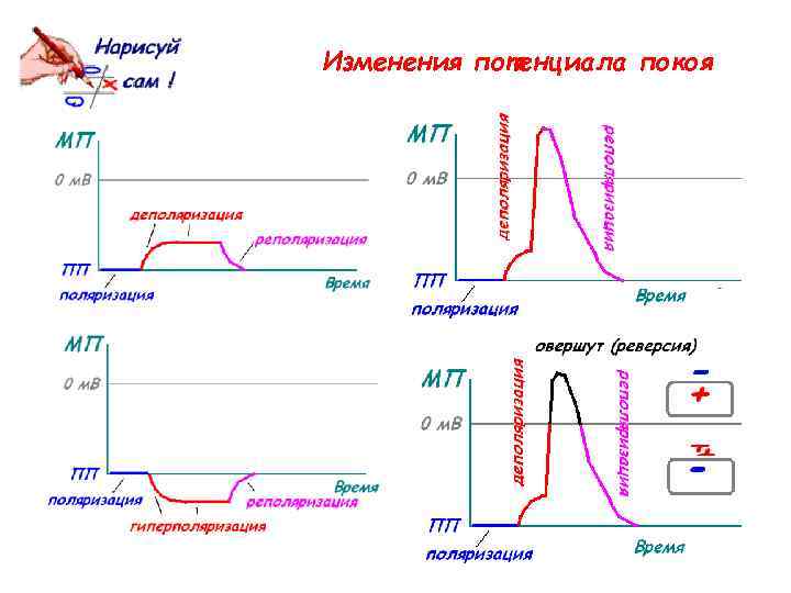 Изменения потенциала покоя 