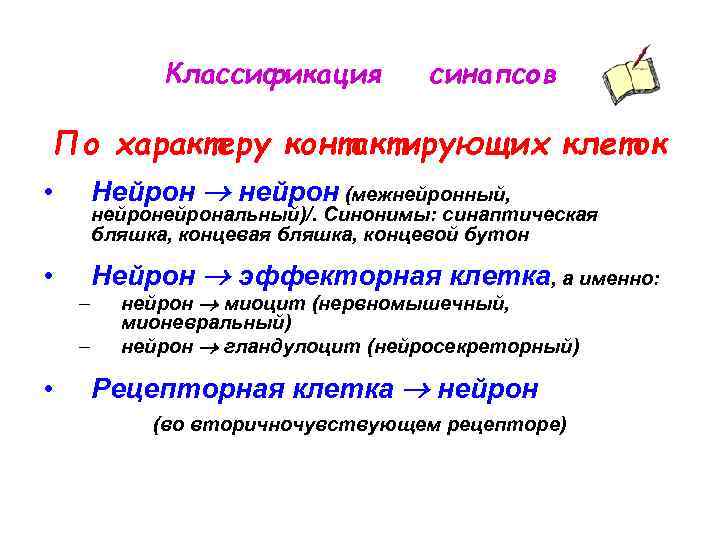 Классификация синапсов По характеру контактирующих клеток • Нейрон нейрон (межнейронный, • Нейрон эффекторная клетка,