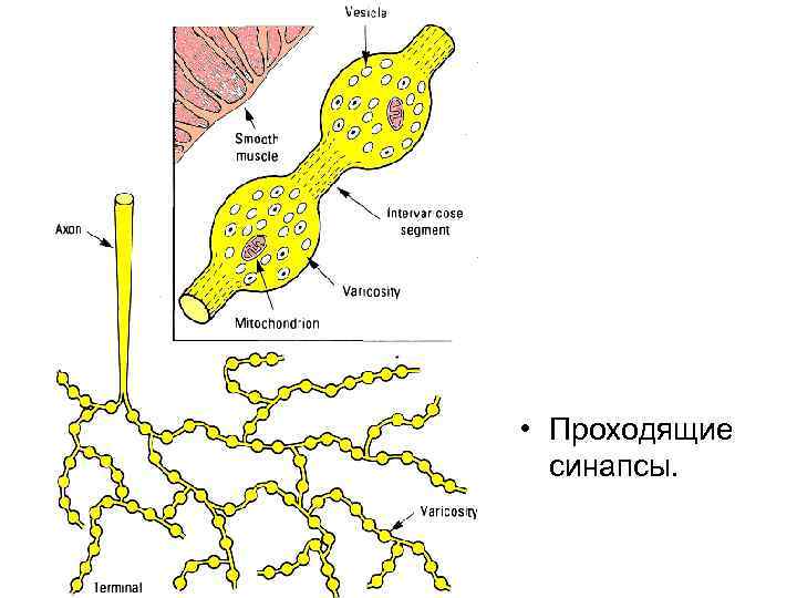  • Проходящие синапсы. 