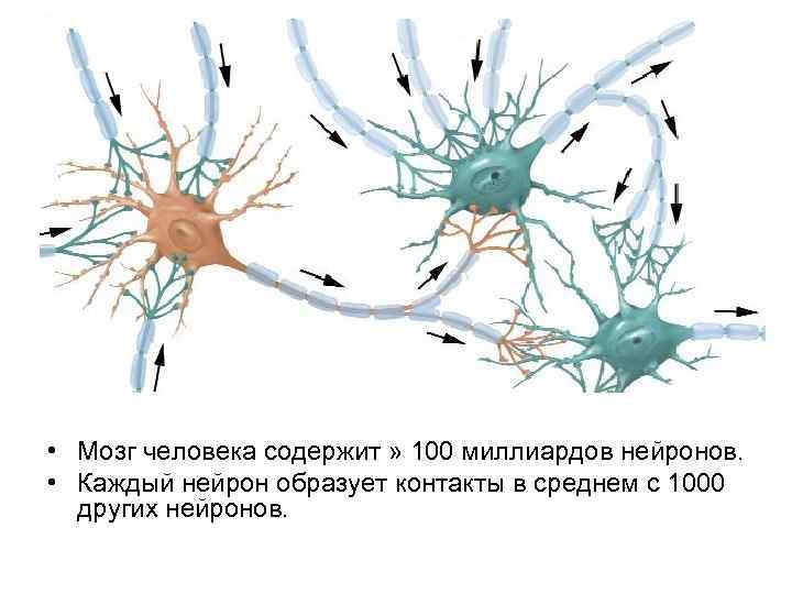 Нервные клетки образуют. Межнейрональные синапсы гистология. Нейроны головного мозга. Взаимодействие нервных клеток. Мозг состоит из нейронов.