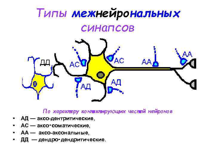 Классификация межнейронных синапсов