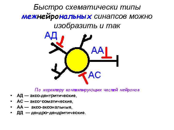 Быстро схематически типы межнейрональных синапсов можно изобразить и так • • По характеру контактирующих