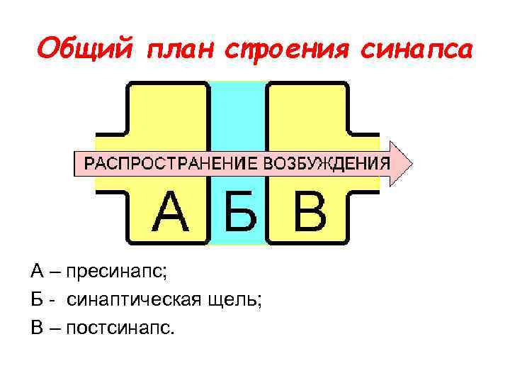 Общий план строения синапса А – пресинапс; Б - синаптическая щель; В – постсинапс.