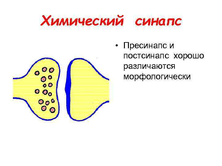 Химический синапс • Пресинапс и постсинапс хорошо различаются морфологически 