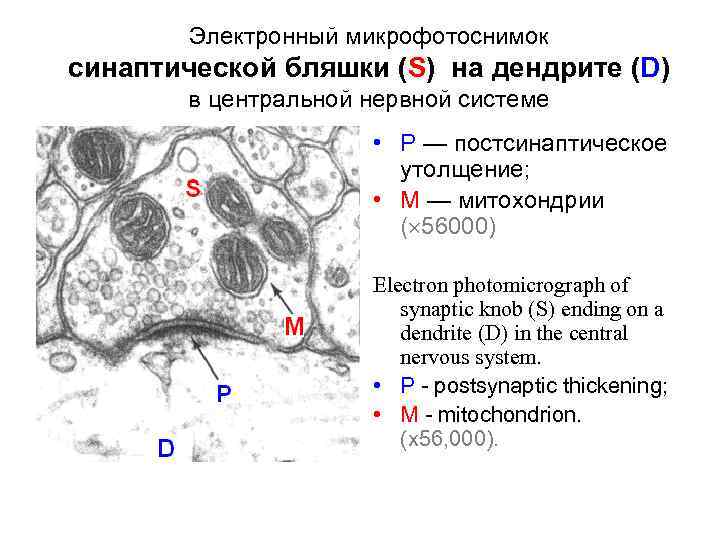 Электронный микрофотоснимок синаптической бляшки (S) на дендрите (D) в центральной нервной системе • P