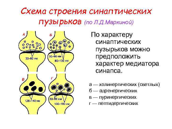 Схема межклеточной кооперации