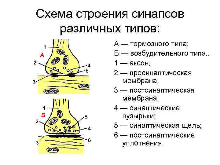 Схема строения межнейронного синапса