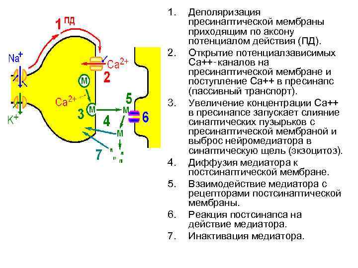 1. 2. 3. 4. 5. 6. 7. Деполяризация пресинаптической мембраны приходящим по аксону потенциалом