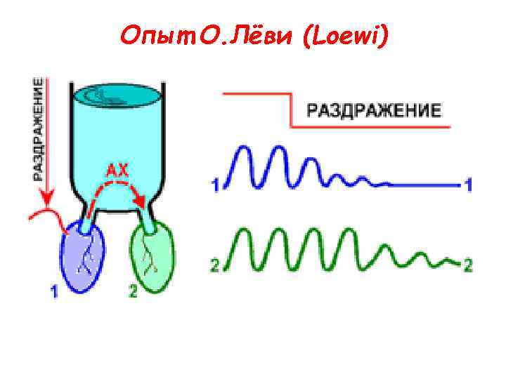 Опыт О. Лёви (Loewi) 