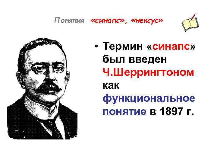 Понятия «синапс» , «нексус» • Термин «синапс» был введен Ч. Шеррингтоном как функциональное понятие