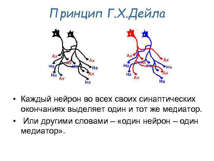 Принцип Г. Х. Дейла • Каждый нейрон во всех своих синаптических окончаниях выделяет один