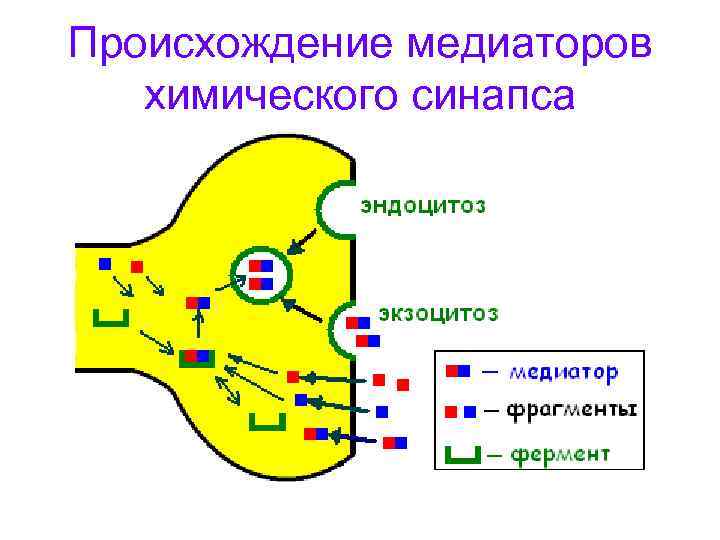 Синтез медиатора. Медиаторы химических синапсов. 15. Медиатор в химическом синапсе. Медиаторы модуляторы в синапсе. Эндоцитоз медиатора.