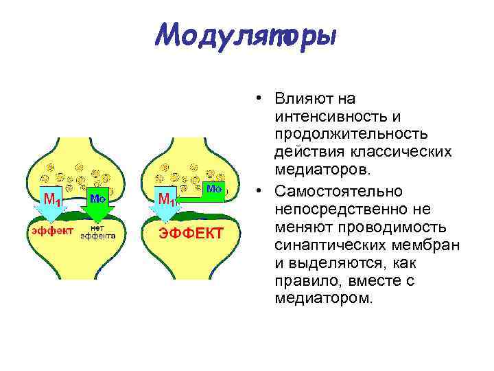 Модуляторы • Влияют на интенсивность и продолжительность действия классических медиаторов. • Самостоятельно непосредственно не