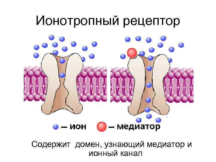 Ионотропный рецептор Содержит домен, узнающий медиатор и ионный канал 