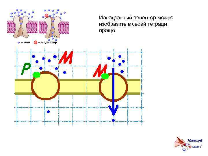 Ионотропный рецептор можно изобразить в своей тетради проще 