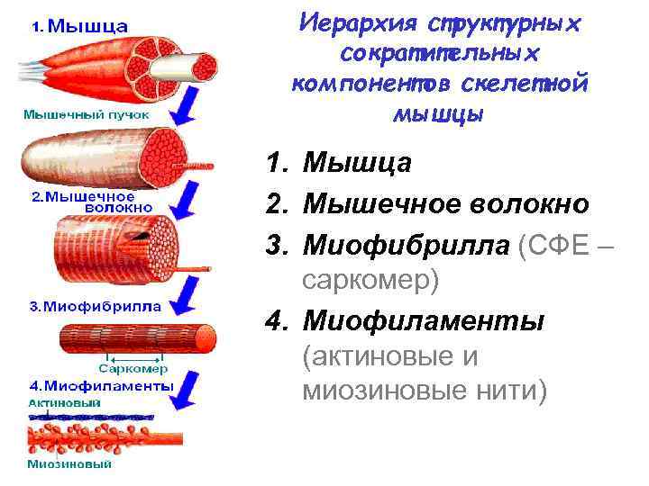 Моторная единица мышцы это