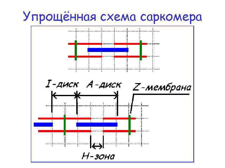 Упрощённая схема саркомера 
