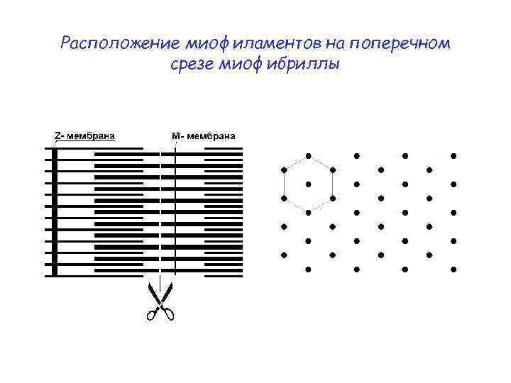 Расположение миофиламентов на поперечном срезе миофибриллы 