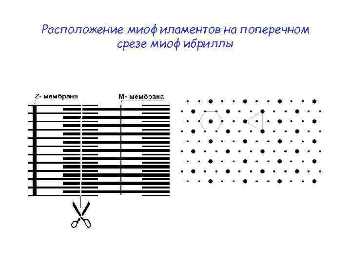 Расположение миофиламентов на поперечном срезе миофибриллы 