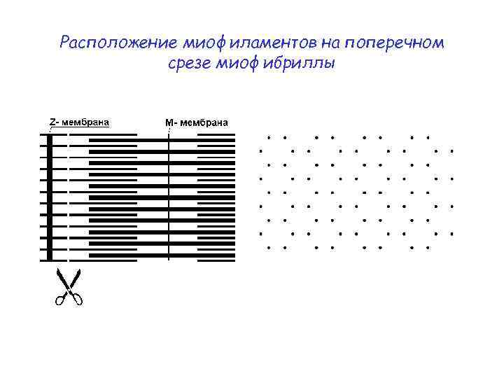 Сокращенная миофибрилла схематический рисунок