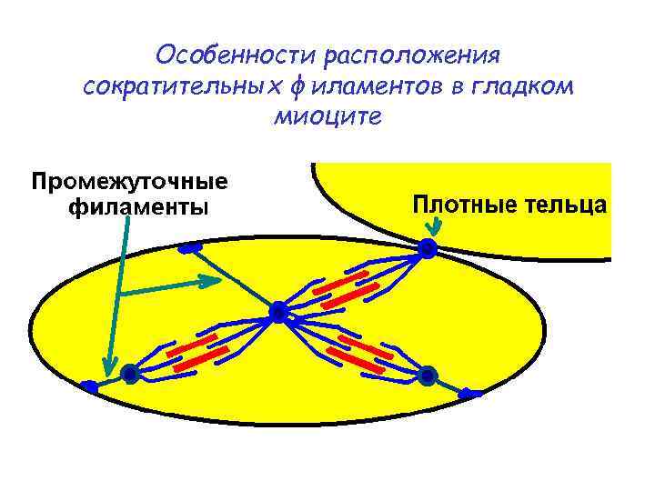 Схема изменения структуры гладкого миоцита до и после сокращения