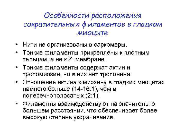 Особенности расположения сократительных филаментов в гладком миоците • Нити не организованы в саркомеры. •