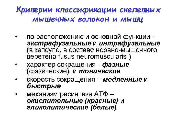 Критерии классификации скелетных мышечных волокон и мышц • • по расположению и основной функции