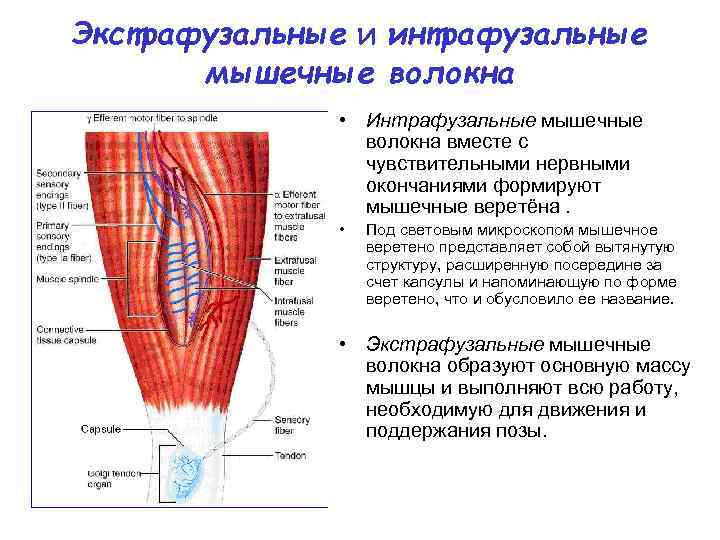 Белые и красные мышечные волокна