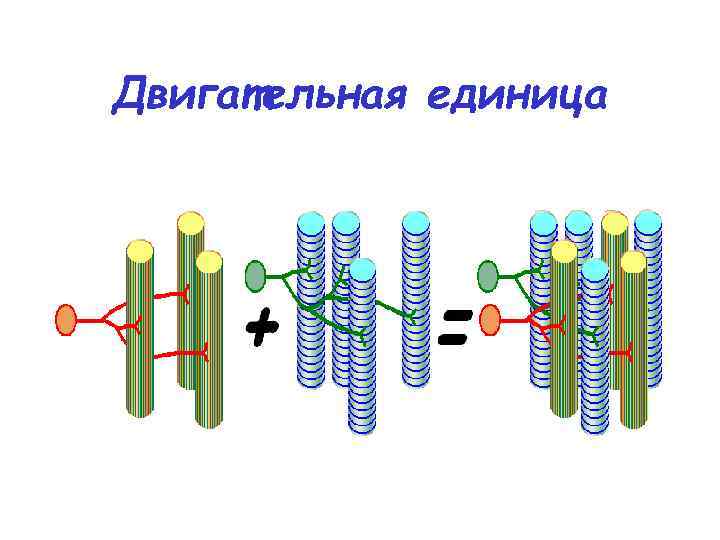 Двигательная моторная единица это