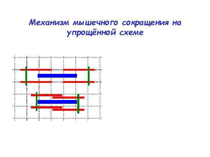 Механизм мышечного сокращения на упрощённой схеме 
