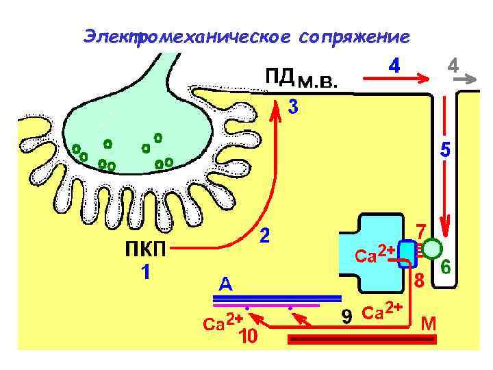 Электромеханическое сопряжение 