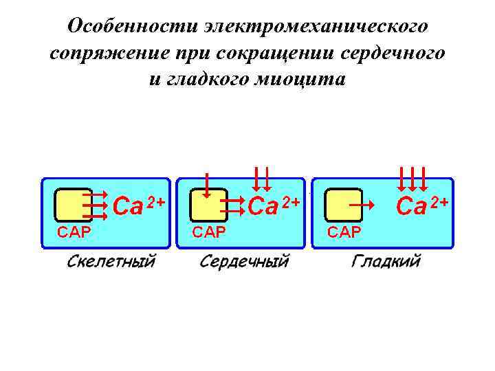 Особенности электромеханического сопряжение при сокращении сердечного и гладкого миоцита 