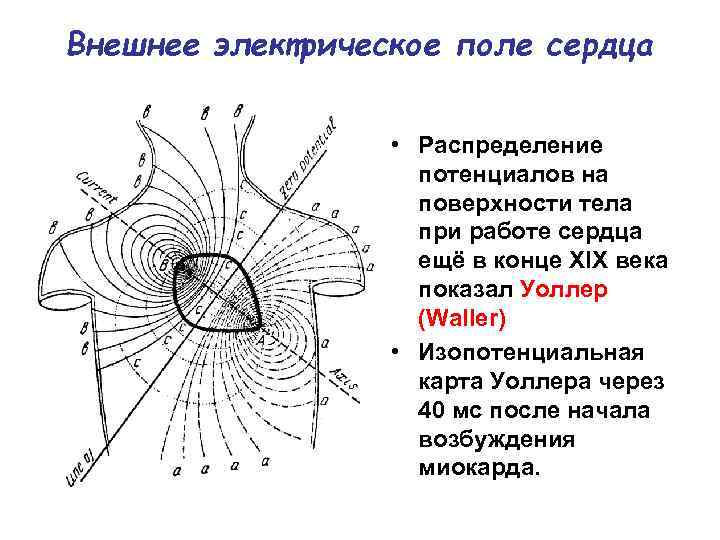 Магнитное поле человека схема