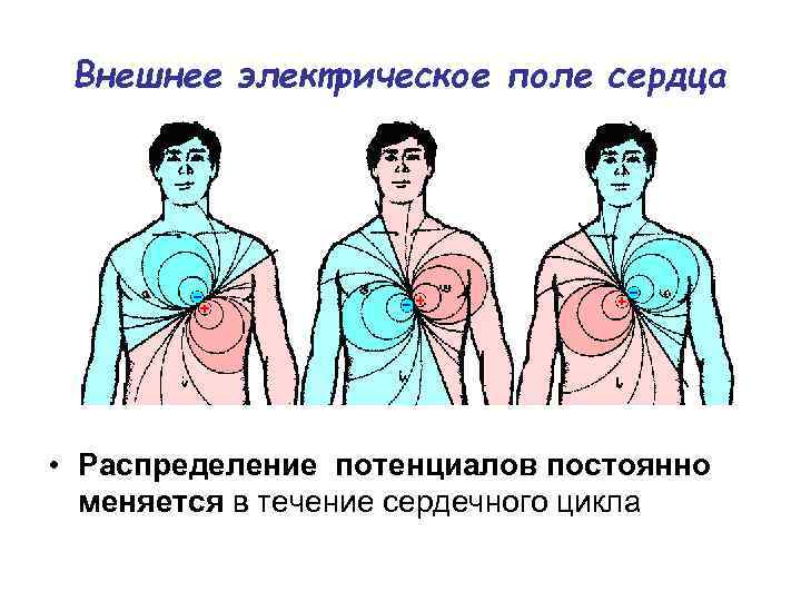 Внешнее электрическое поле сердца • Распределение потенциалов постоянно меняется в течение сердечного цикла 