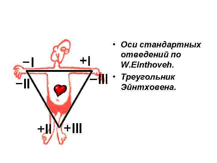  • Оси стандартных отведений по W. Einthoveh. • Треугольник Эйнтховена. 