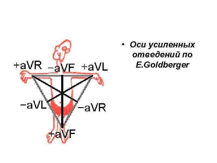 • Оси усиленных отведений по E. Goldberger 
