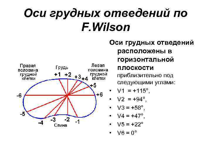 Оси грудных отведений по F. Wilson Оси грудных отведений расположены в горизонтальной плоскости •
