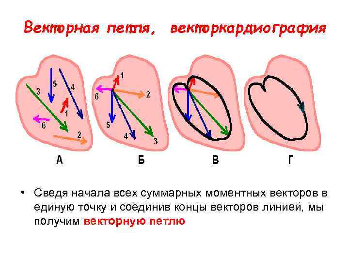 Векторная петля, векторкардиография • Сведя начала всех суммарных моментных векторов в единую точку и