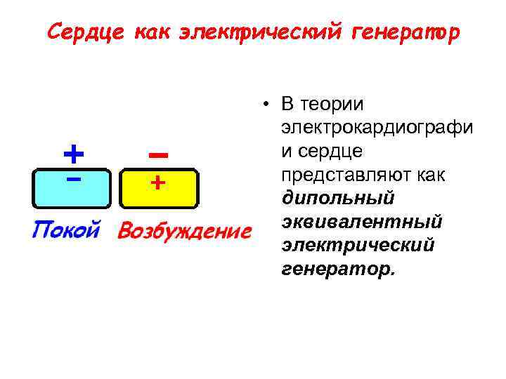 Сердце как электрический генератор • В теории электрокардиографи и сердце представляют как дипольный эквивалентный